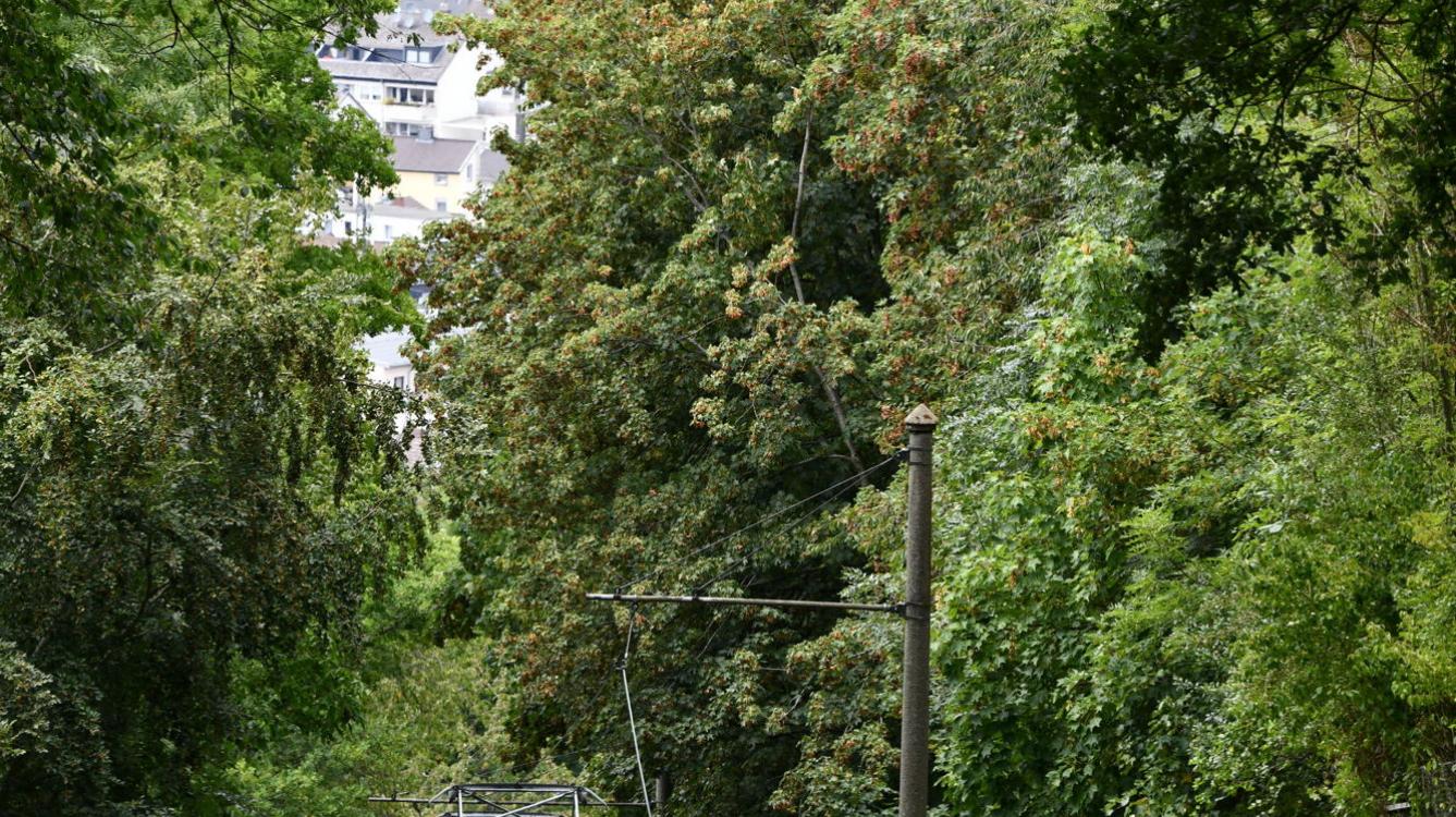 Avec des déclivités de 200 ‰ ça plonge vers le Rhin visible en arrière-plan